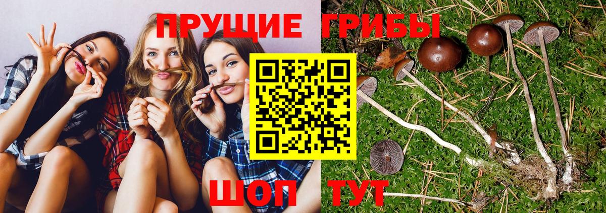 Красногорск  где купить   Вход с VPN  Псилоцибиновые грибы мицелий 